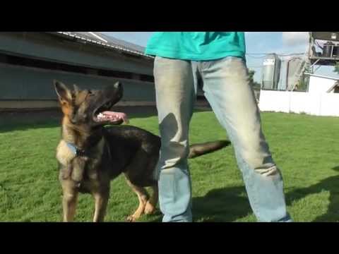 רועה גרמני מקווי עבודה למכירה