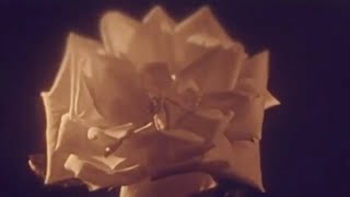 Odonis Odonis - No One Left ft. ACTORS [Official Video]