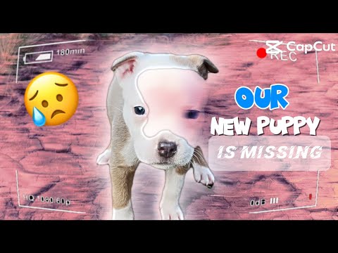 OUR NEW PUPPY CAPONE!! WENT MISSING #viral #youtube #youtube #vlog #shortsvideo #funny #shorts