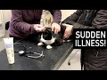 Tuxedo Cat Very Ill We Hurry To The Vet