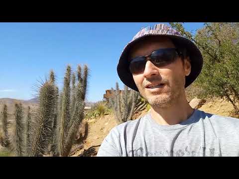 Reverdeciendo el desierto. Sintropía en el semiárido.