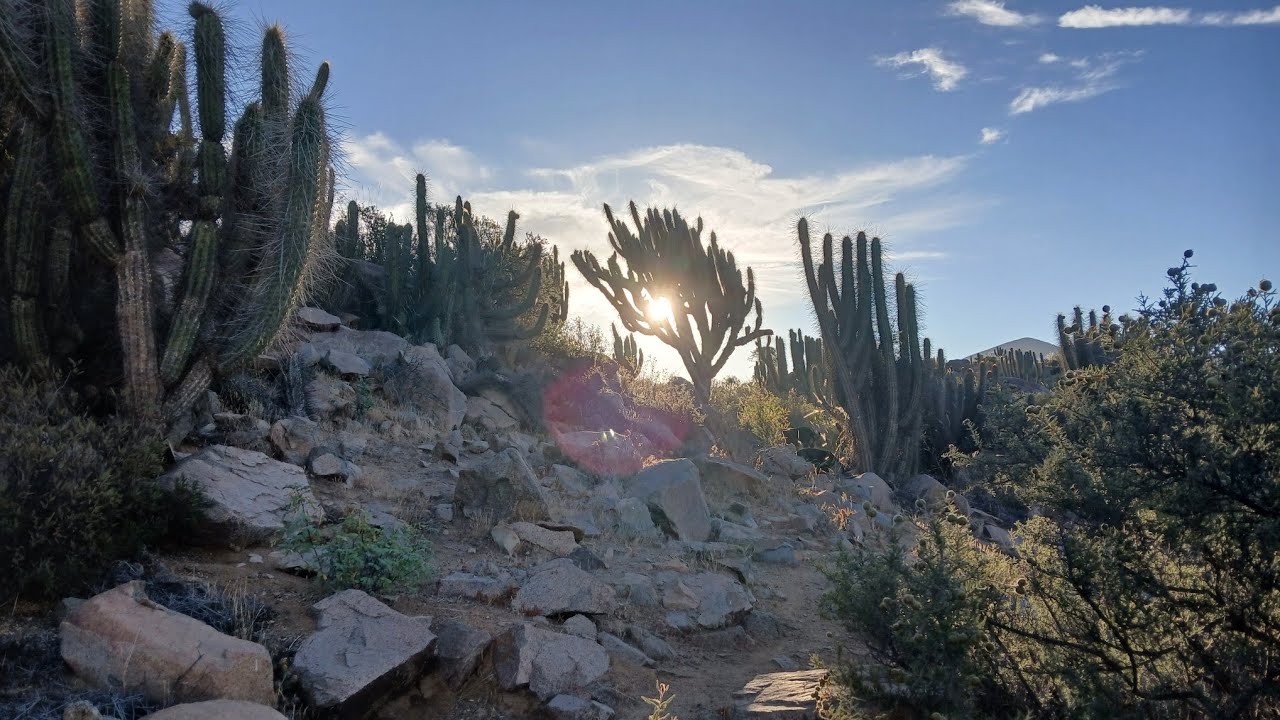 Reverdeciendo el desierto. Sintropía en el semiárido.