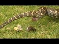 The Animal Poop Fun Compilation