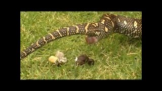 The Animal Poop Fun Compilation