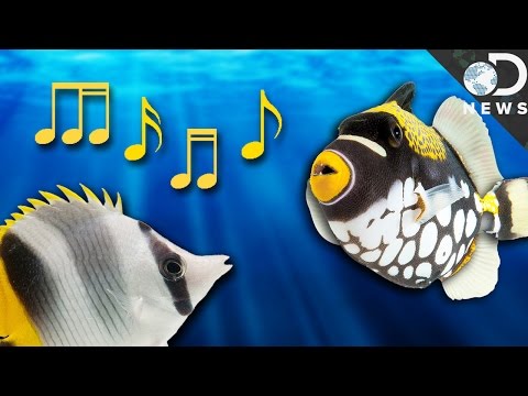 How Do Fish Talk To Each Other?