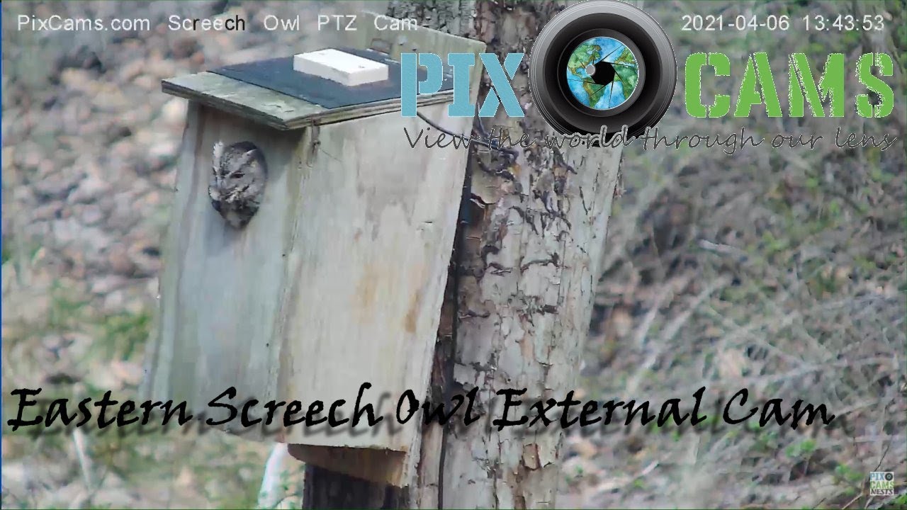 Live webcam view of Screech Owl PTZ Woodland Cam