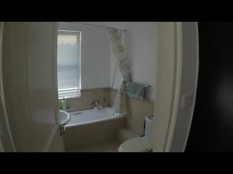 Ilala Palm   La Lucia