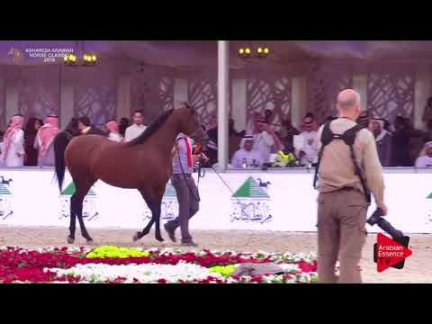 N.248 SHADDAD AL MUAWD - Asharqia Classic 2018