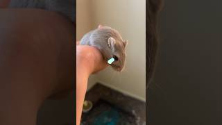 Trying a filter on my gerbil! #editing #trend #viral #fypシ #fypシ゚viral #ad #cute #gerbil #shorts