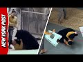 Shocking Moment Bear Attacks Handler At Chinese Safari Park