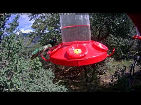 Male Rivoli's Hummingbird Sparkles While Sipping Nectar – Oct. 5, 2018