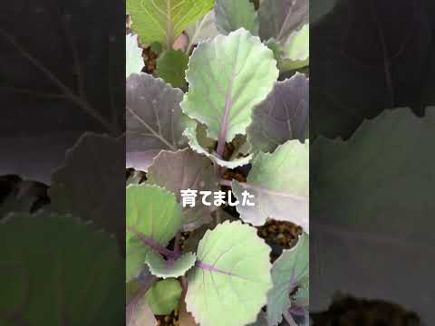 花の種を蒔くのに適した時期はいつですか?ヒックエヌンクは5種スタート！  庭園