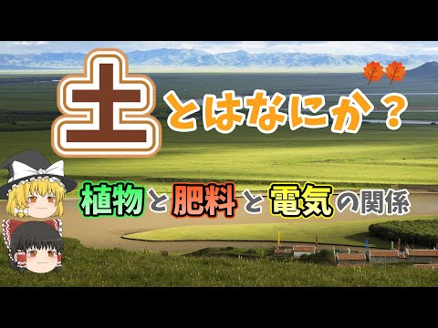 エクソコエチダエについて詳しく解説