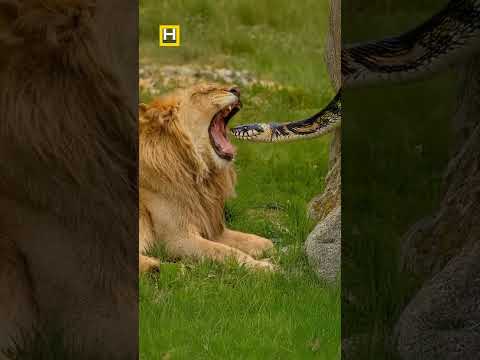 llCg dubbed comedy shorts ll#funny #cgfunnyvideo #cgfunny #dubbing #dubbed #shorts #youtubeshort