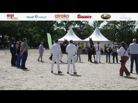 Fokdag | Het Friesche Paard Midden-Nederland | 12 Juli 2025