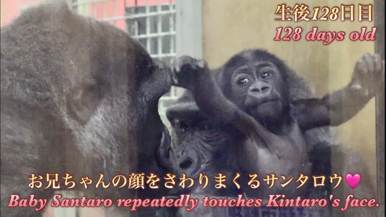 触って欲しくて顔近づける兄キンタロウと、その期待に応えて触りまくる赤ちゃんゴリラのサンタロウ♪⭐️Gorilla【京都市動物園】The baby rtouches Kintaro's face.