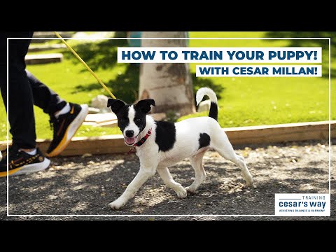 How To Train Your Puppy! (With Cesar Millan)