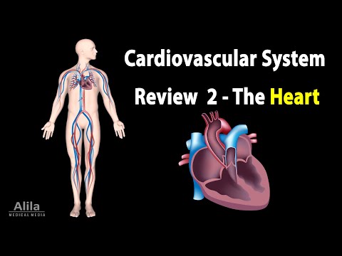 Cardiovascular System Overview Animation