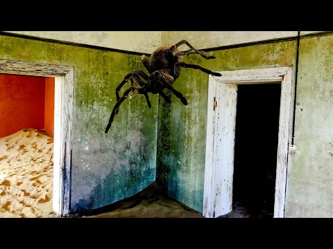 世界最大のクモ - ジャイアント・ハンツマン・スパイダー