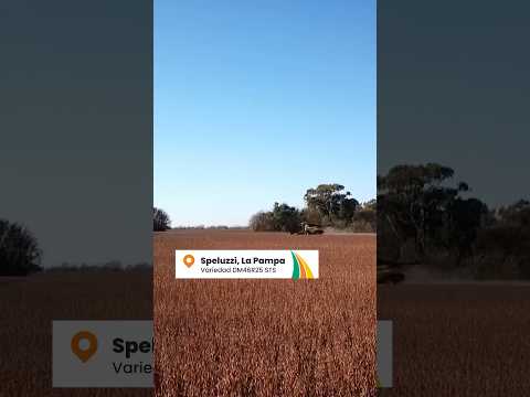 DM46R25 STS en Speluzzi, Provincia de La Pampa
