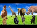 Wild Animal Sounds Around Us Calf Panda Kangaroo Rhino Elephant Antelope Animal Moments