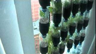 Bottle Garden Part2