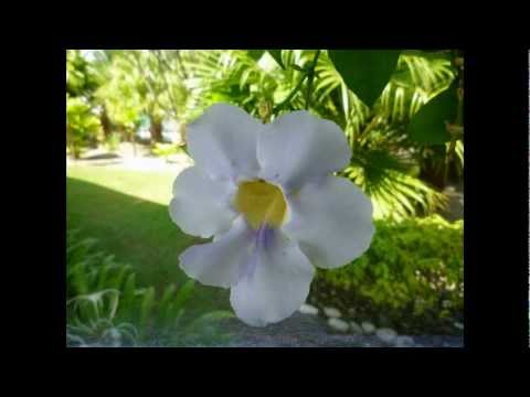 Kaus Ku Doid Diau Au Ku Ohi'ivan.avi-Francis@bornew Edward Soiwil/f&n