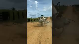 Download lagu sapi berkelahi#shorts #viral #videounikdunia mp3