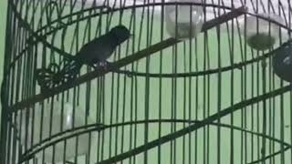 Download lagu konin isian pelatuk bawang //jelas dan nyaring mp3