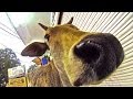 Украинцы в Индии (много видео)