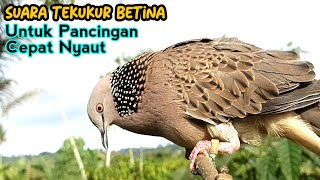 Download lagu Suara Burung Tekukur Betina Memanggil Jantan Agar Bunyi Gacor mp3