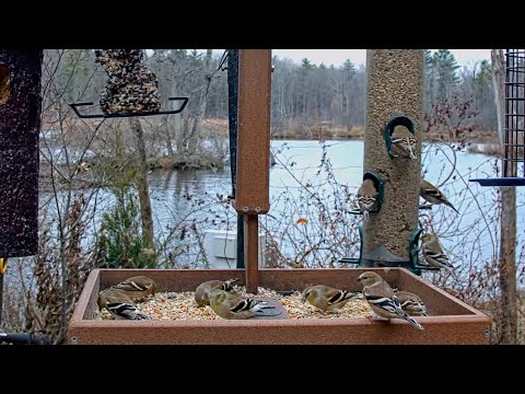 American Goldfinches Sing Sweetly As They Take Over Cornell Feeders | Nov. 21, 2025