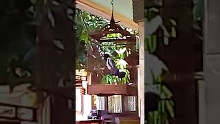 Kicau Burung Jagal Hitam Ayah Rara Boks Video