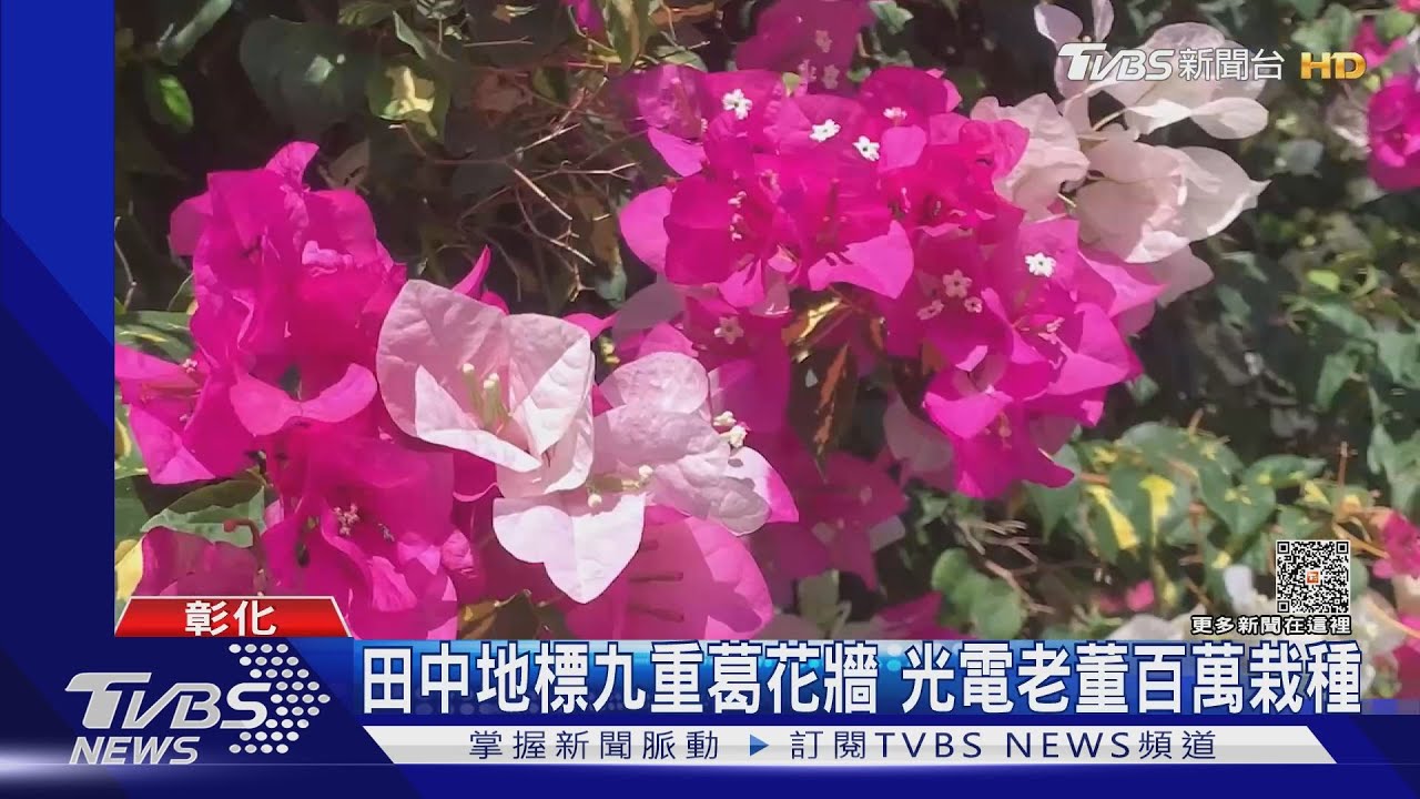 田中地標九重葛花牆 光電老董百萬栽種