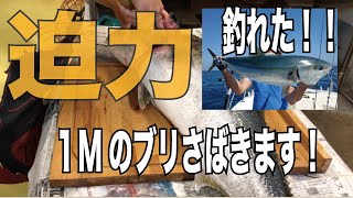 釣り人が10キロクラスのブリを捌く。きまぐれクックのようにはいかないかW