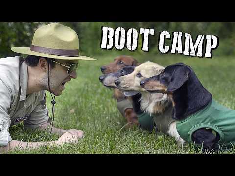 Ep 71: Wiener Dogs Learn to Behave at BOOT CAMP!