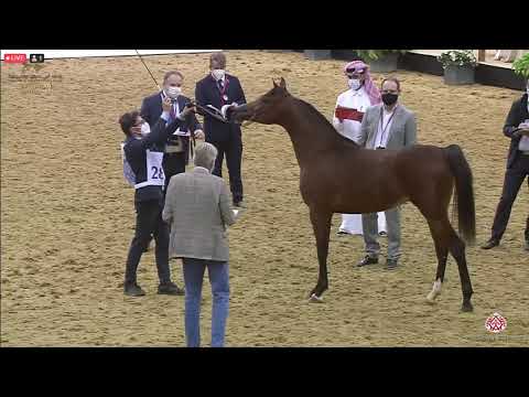 N 289 AHWAS AL KHOR   23rd Qatar National Arabian Horse Show   Yearling Colts Class 6B