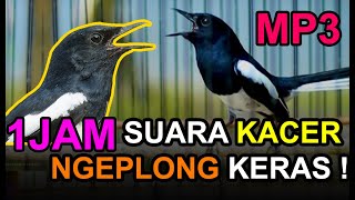Download lagu Full 1 Jam! Suara Kacer Ngeplong Keras MP3 | Cocok Untuk Pancingan Kacer Macet Bunyi! mp3