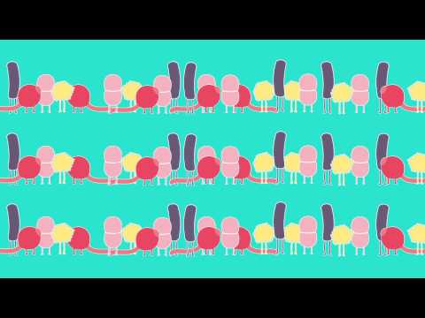 The Human Microbiome