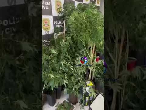Plantação com 125 pés de maconha é apreendida nos fundos de uma borracharia em São Vicente; homem é preso.