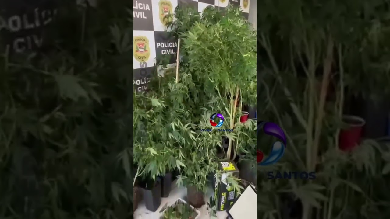 Plantação com 125 pés de maconha é apreendida nos fundos de uma borracharia em São Vicente; homem é preso.