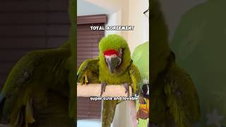 Cucumber Agrees With Me! Great Green Macaw Nods Along