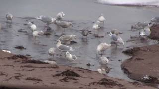 preview picture of video 'ICELAND GULLS Cap-Pele, New Brunswick 5 JAN 2012'