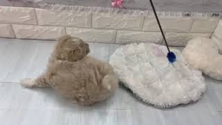 ハーフ犬の動画01