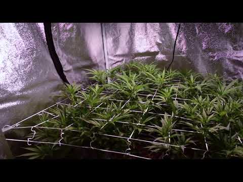 Blackjack Grow, Day 6 Flower