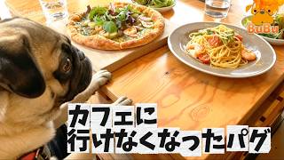 バウバウしすぎてカフェにいけなくなったパグ【パグ犬BuBu】
