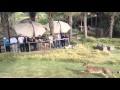 Cheetah Run With 2 Cheetahs At San Diego Wild Life Safari Park