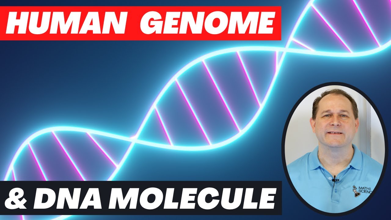 Human Genome Project & The DNA Molecule Explained