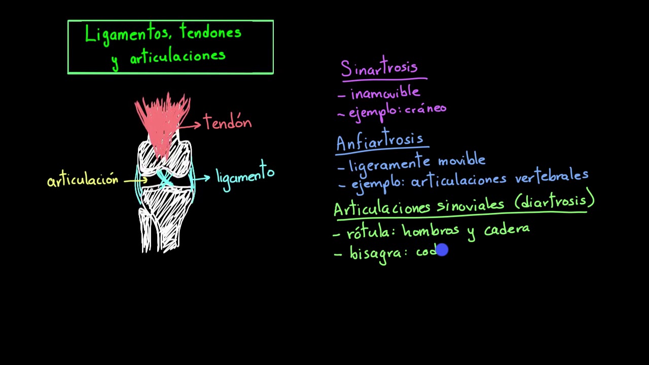 Ligamentos, tendones y articulaciones | fisiología del sistema músculo-esquelético