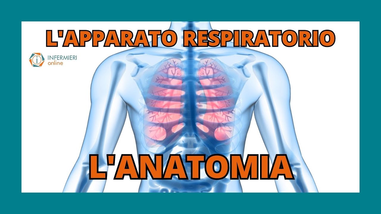 L'APPARATO RESPIRATORIO | L'ANATOMIA | INFERMIERI Online